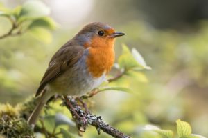 Lire la suite à propos de l’article La première formation flash « Les oiseaux du jardin »