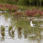 Avocette des marais 2