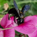 Madame l_abeille charpentière