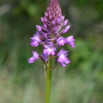 Orchis pyramidal